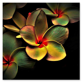 Equipa em concurso de radioamadorismo